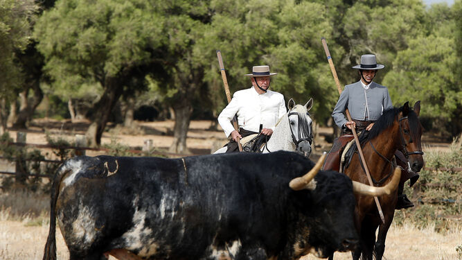 Morante se deja ver a caballo en el campo ante los 'torrestrella' de Huelva