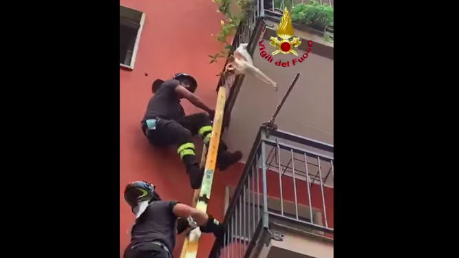 Un equipo de bomberos rescata a un perro que estaba colgado de un balcón