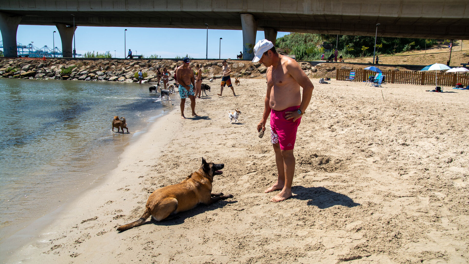 Una Tarde de perros en la playa