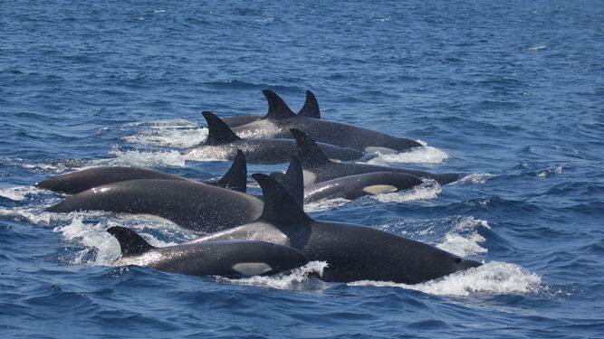 Un grupo de orcas en el área de Estrecho.