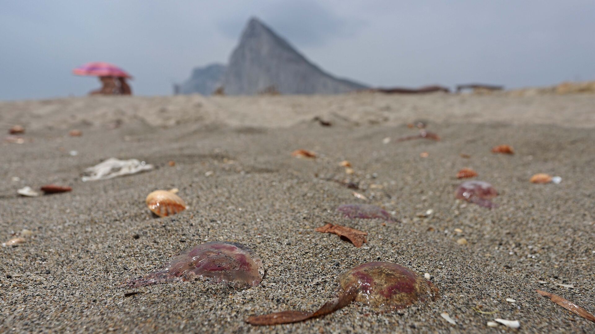 Fotos de la invasi&oacute;n de medusas en las playas del Campo de Gibraltar