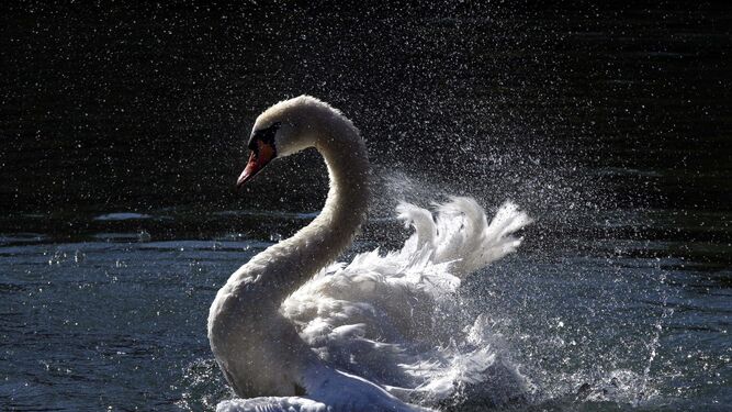 Un ejemplar de cisne en un estanque.