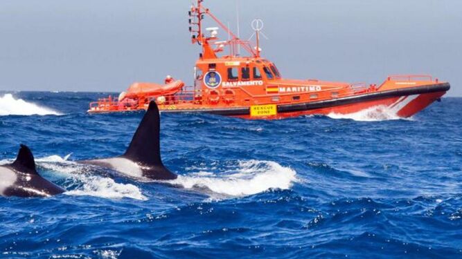 Según un biólogo marino, las orcas contactan con veleros como entrenamiento de caza