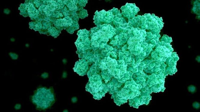 El norovirus: la ''enfermedad del vómito''  que ha causado varios brotes