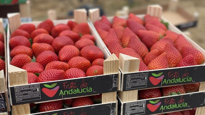 Fruta de Andalucía destaca la capacidad de los frutos rojos para cuidar la salud