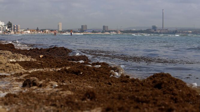 Arribazones del alga asiática en la playa de la Concha, en Algeciras, a finales del pasado agosto.