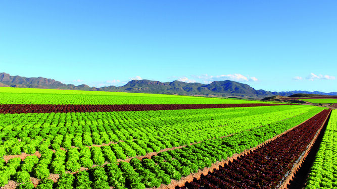 Cuenta con una superficie de cultivo repartida por Almería, Albacete, Granada y Murcia