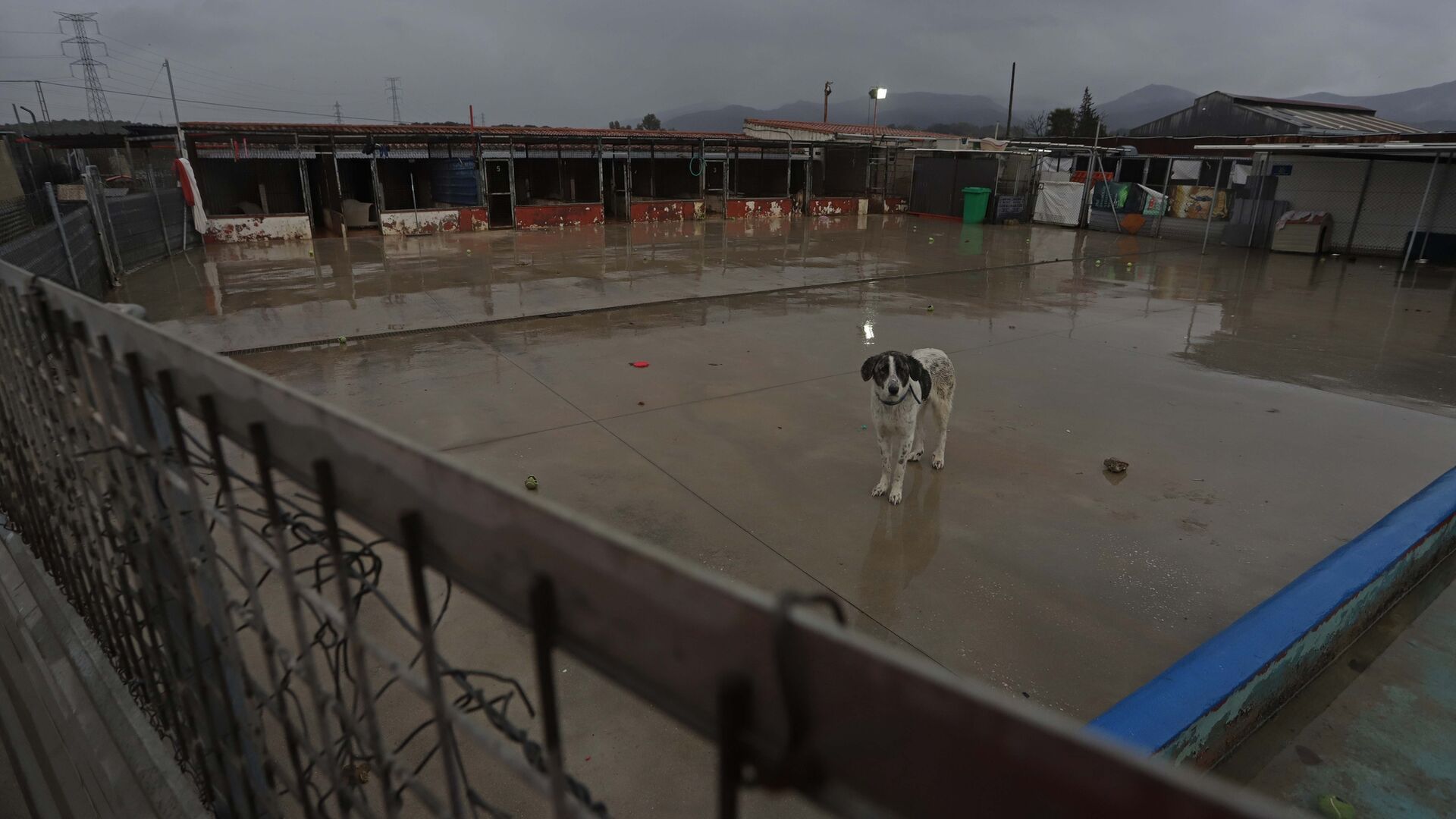 Fotos de la evacuaci&oacute;n preventiva de la perrera de Los Barrios