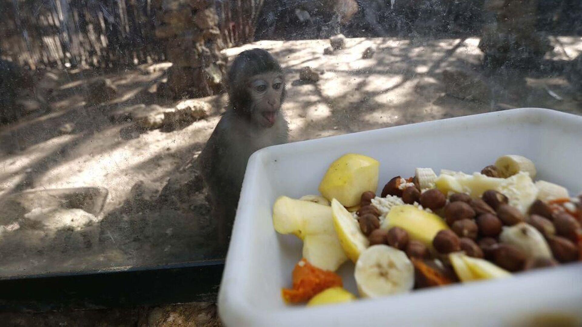 El Zoo de Castellar pide ayuda para alimentar a los animales al quedarse sin ingresos por culpa del coronavirus. Un mono observa una bandeja de comida desde su jaula en las instalaciones del centro.