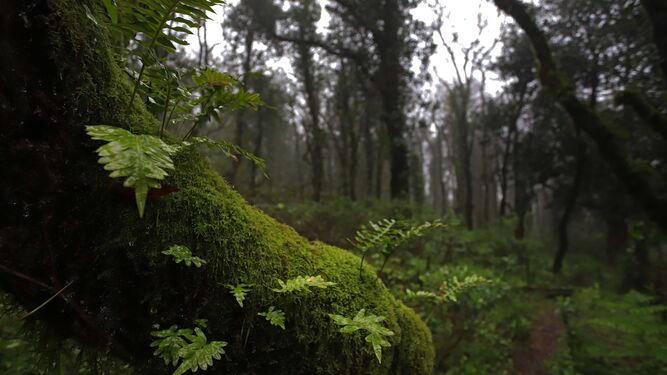 Imagen del Bosque de Niebla, que forma parte del Parque Natural de Los Alcornocales, reserva de la Biosfera.