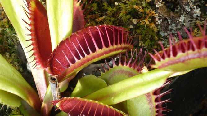 Planta carnívora Dionaea muscipula. Fuente Pixabay