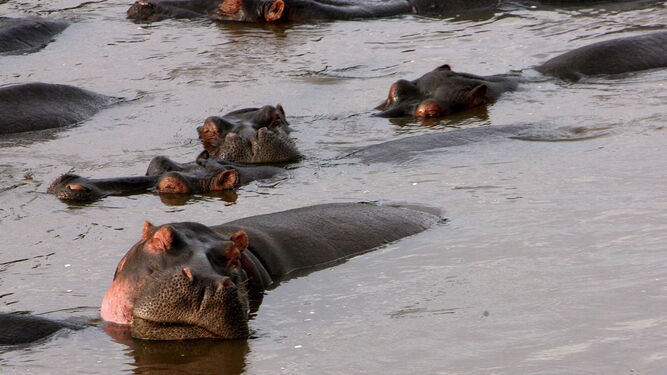 Los hipopótamos responden con menos agresividad a sus "vecinos"