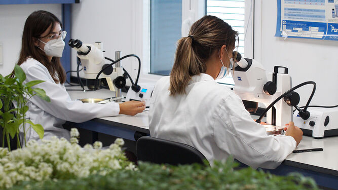 El laboratorio de Agrobio trabaja de manera incesante en el desarrollo de estrategias de control biologico.