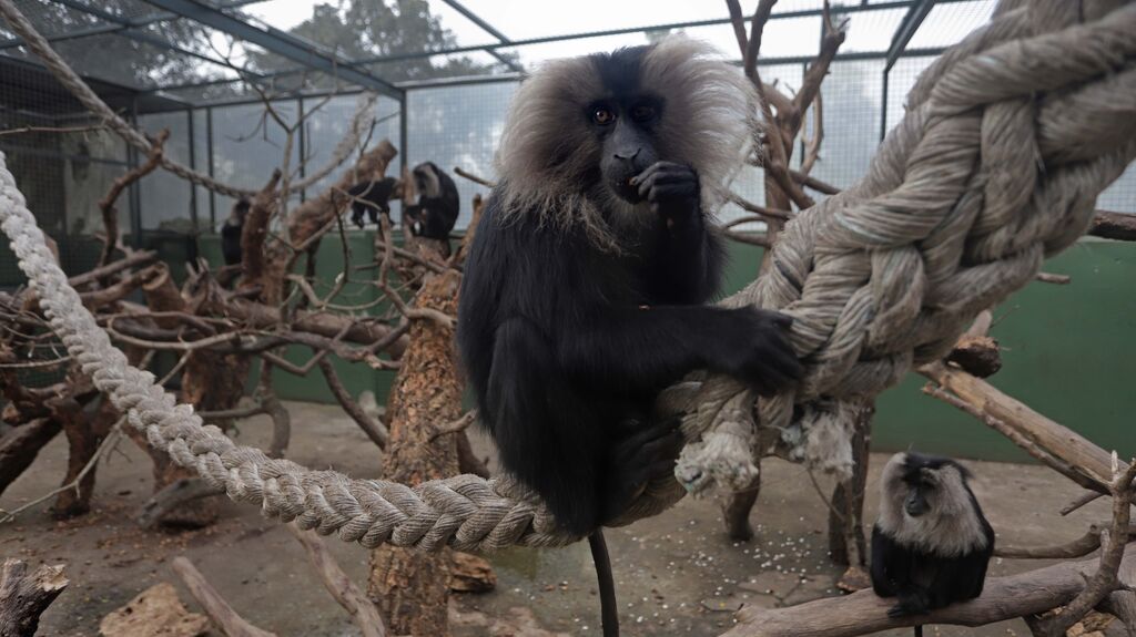 Fotos de los macacos de cola de le&oacute;n del zoo de Castellar