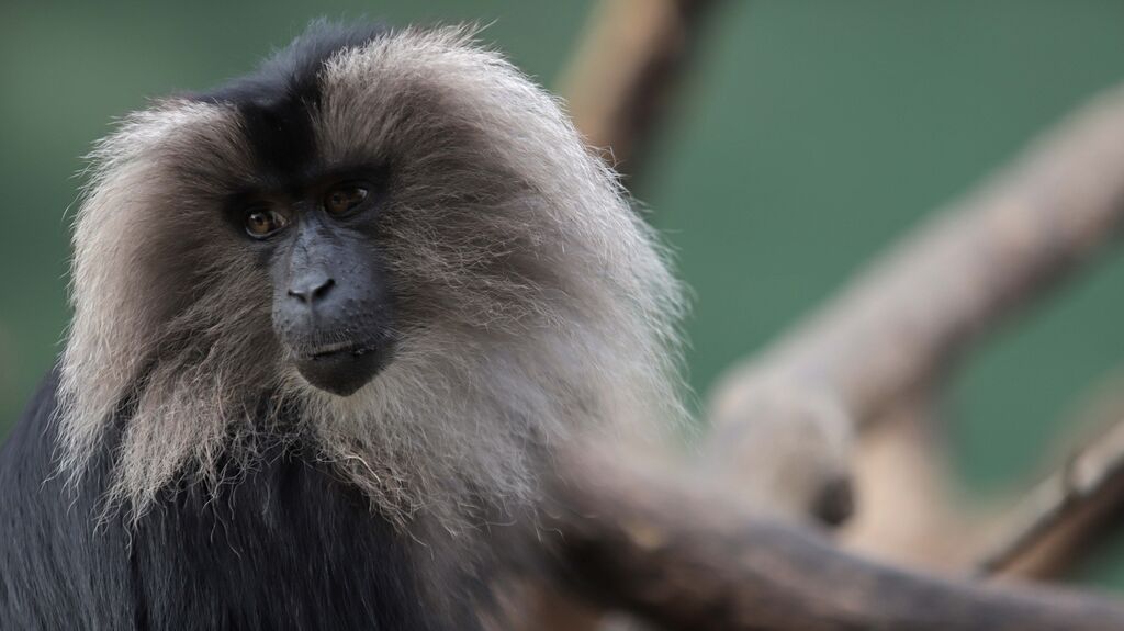 Fotos de los macacos de cola de le&oacute;n del zoo de Castellar