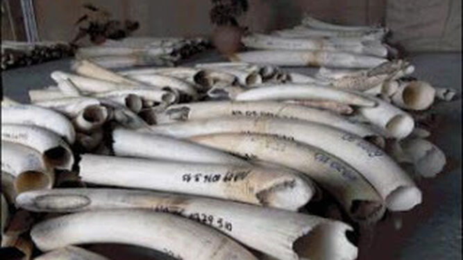 Las autoridades de RD del Congo incautan dos toneladas de marfil de elefantes