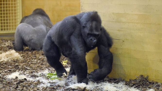 Detectado Covid en tres gorilas de Cabárceno y se harán pruebas a los cuidadores del recinto