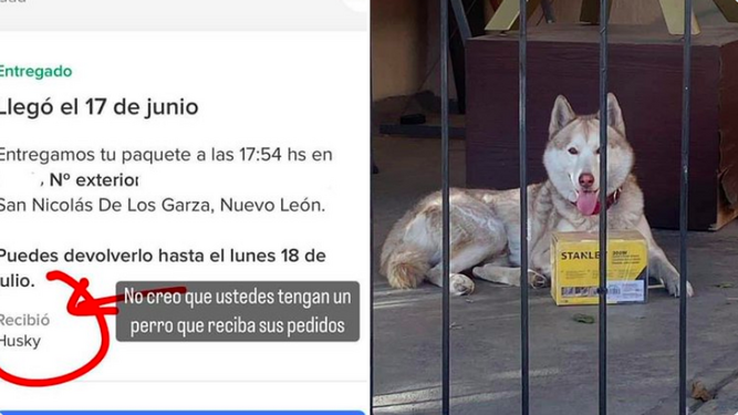 Un repartidor notifica que un husky ha recibido el paquete y la imagen se viraliza