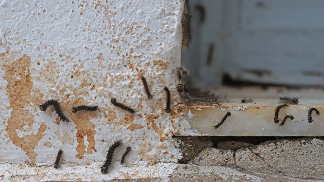 Ejemplares de lagarta peluda en una fachada.