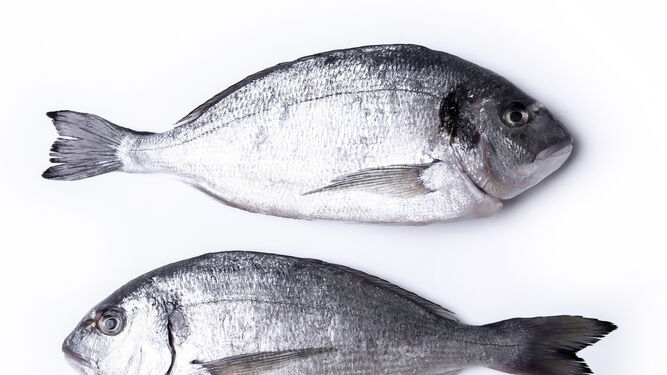Cómo aprovechar los beneficios de la  piel del pescado sobre la piel humana