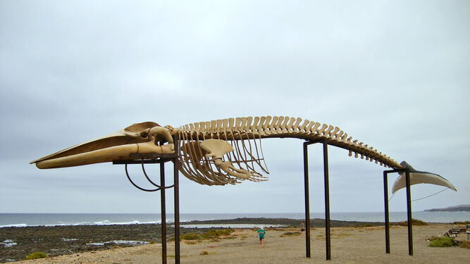 El esqueleto de un rorcual común expuesto en Fuerteventura.