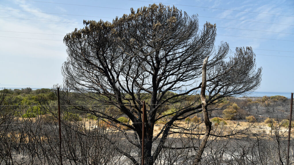 Fotos del incendio de Valdevaqueros que arras&oacute; con 11 hect&aacute;reas de Parque Natural del Estrecho