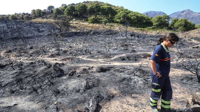 Zona arrasada por el incendio de Sierra de Mijas.