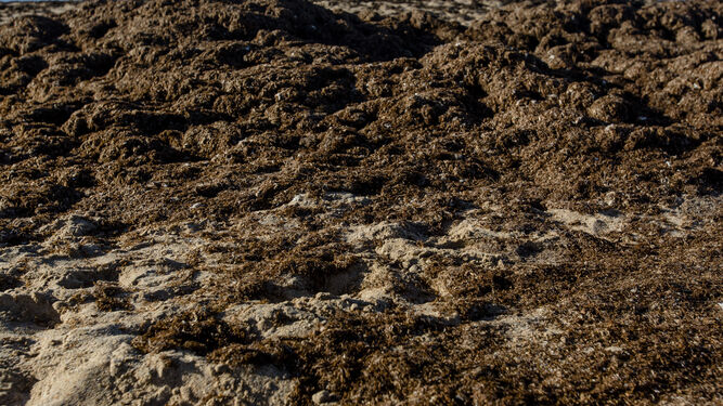 El alga asiática en la playa de Los Caños de Meca.