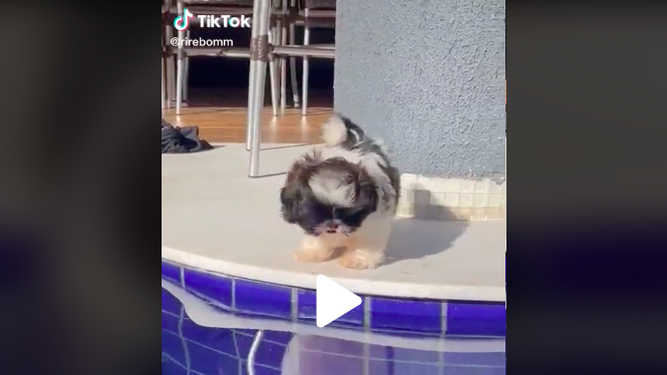 Un perro se hace viral en Tik Tok por caerse dos veces seguidas en la piscina