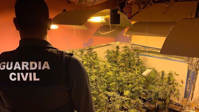 Un guardia civil inspecciona una plantación ilegal de marihuana.