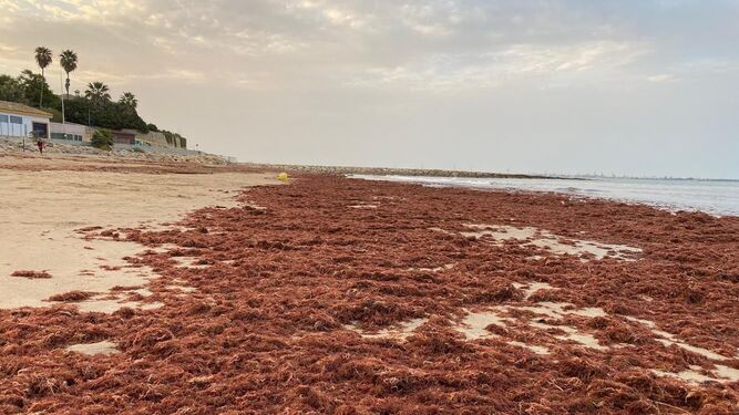 Acumulación de algas en una de las playas portuenses.