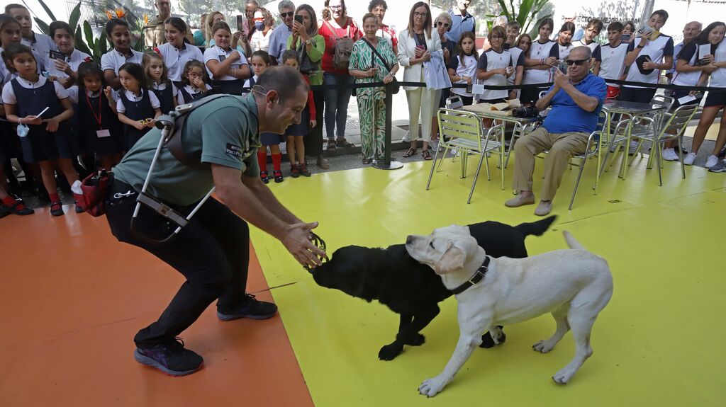 Fotos de la exhibici&oacute;n de perros gu&iacute;a de la ONCE en Algeciras