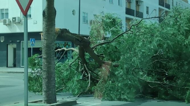 Una rama caída en la avenida Constitución, en San Fernando.