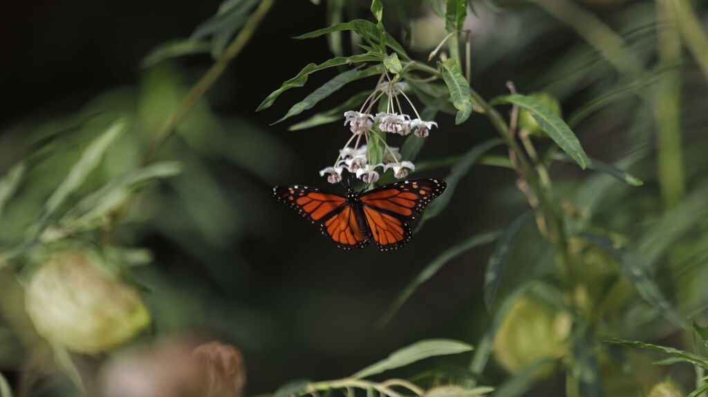 Fotos del sendero de la mariposa monarca en Castellar
