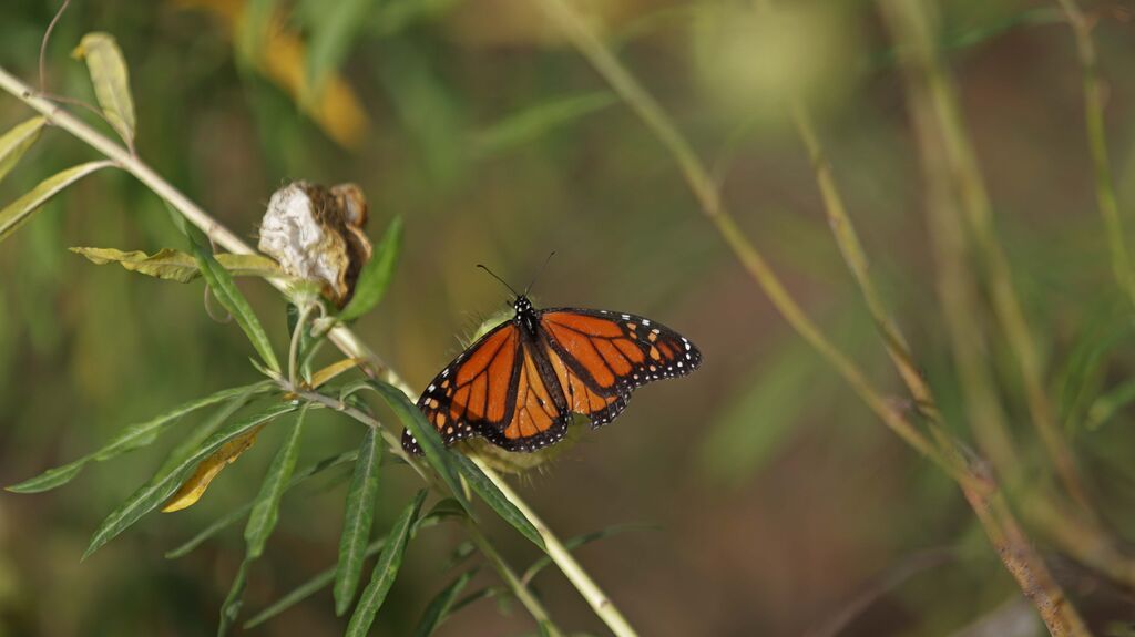 Fotos del sendero de la mariposa monarca en Castellar