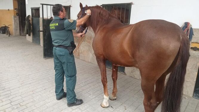 Un agente de la Guardia Civil, junto a un caballo.
