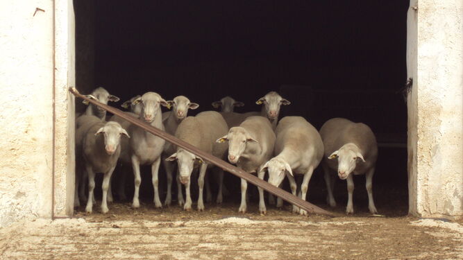 Un rebaño de ovejas espera para poder salir a pastar