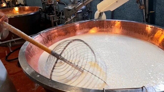 El batido de la leche de las vacas parmesanas en cuajo, base del queso parmigiano reggiano