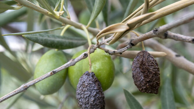 Fruta arrugada en un olivar de Jaén como consecuencia de la sequía