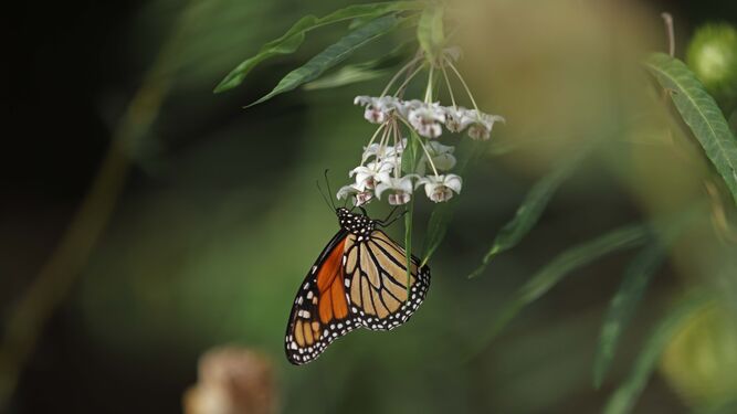 Mariposa Monarca.