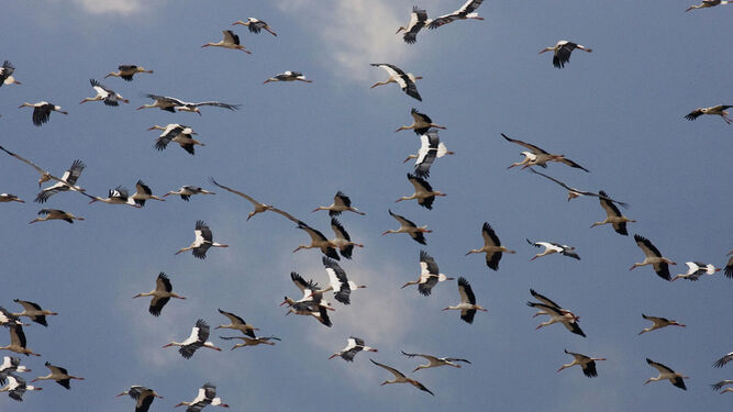 Aves migratorias en el Estrecho