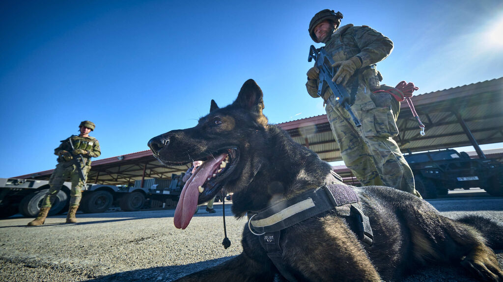 Maniobras Canex con unidades caninas de las Fuerzas Armadas, Polic&iacute;a y Guardia Civil