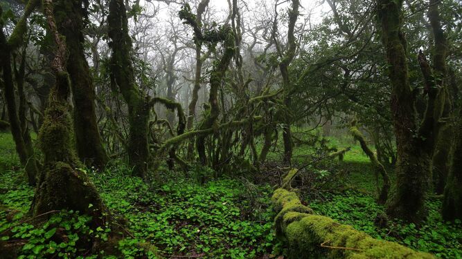Bosque de Niebla, dentro del límite de Los Alcornocales.