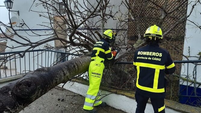 Intervención de los bomberos en Medina tras la caída de un árbol.