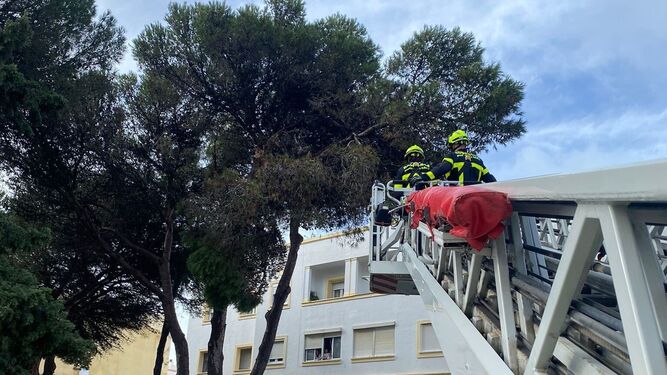 Los bomberos retiran una rama de un árbol en el Paseo Joly Velasco.