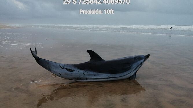 Delfín varado este diciembre en Doñana.