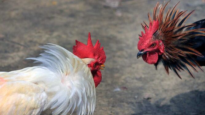 ¿Las peleas de gallo son legales o ilegales en Andalucía?