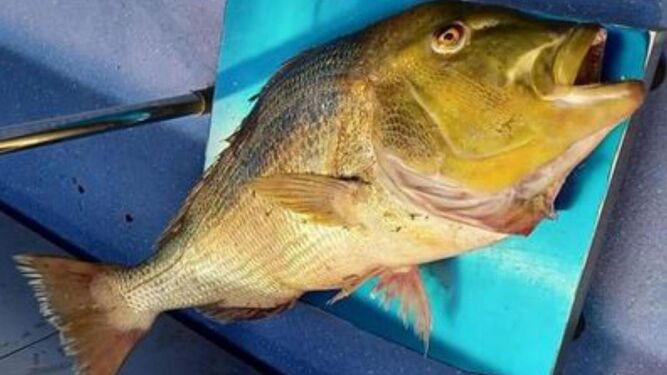 Captura en aguas de Ceuta el pez dentón de mayor peso en el mundo: 18,7 kilos