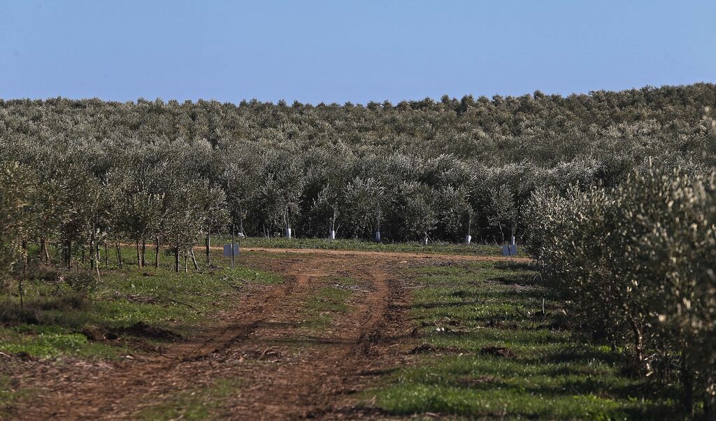 La Almoraima produce el primer aceite de oliva del  Campo de Gibraltar