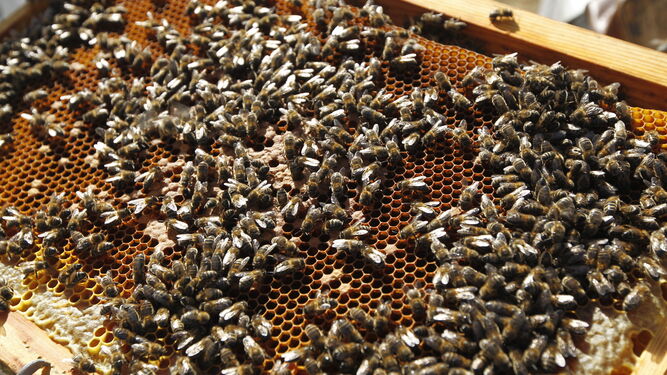 Panel de abejas